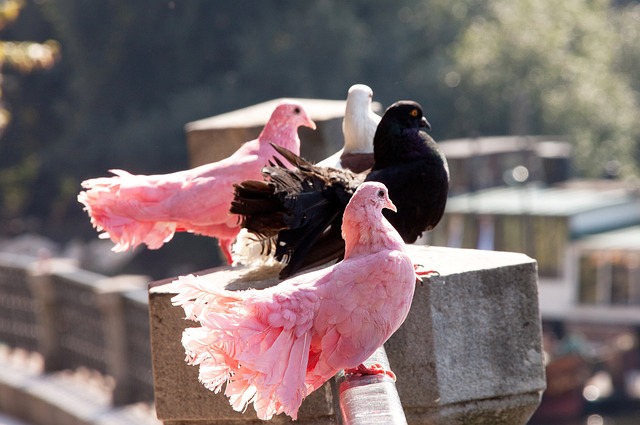 還是球迷 還是球迷