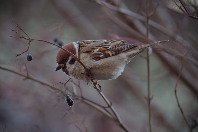 围绕库里的 围绕库里的